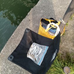 2023/05/27 大阪市内河川 稚鮎釣り