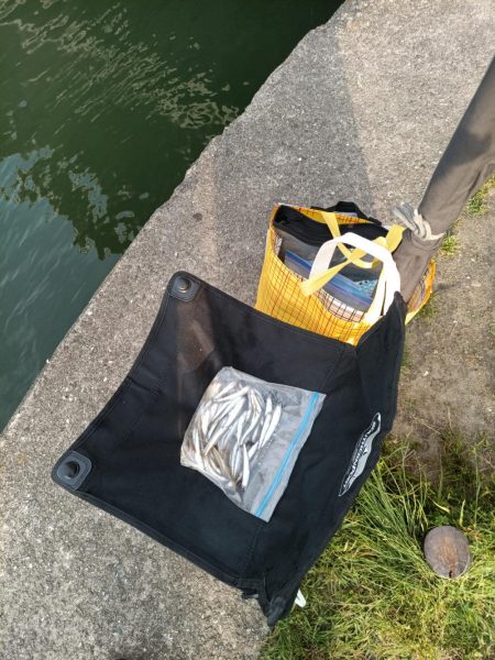 2023/05/27 大阪市内河川 稚鮎釣り