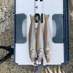 今シーズン初キス釣り