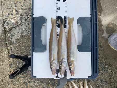 今シーズン初キス釣り