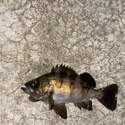 メバルの煮付けが食べたくて！