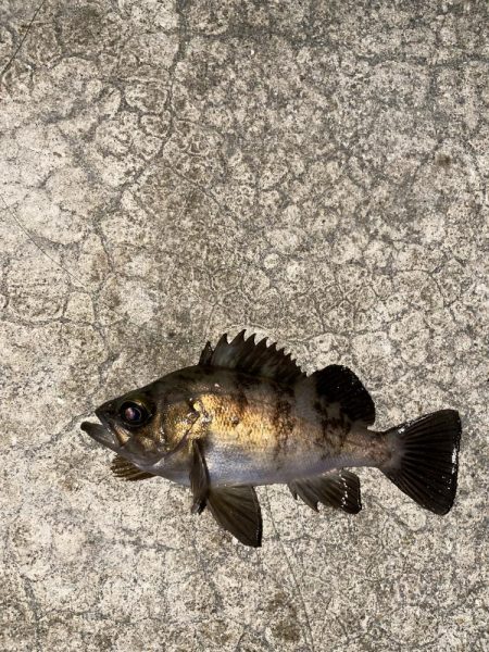 メバルの煮付けが食べたくて！