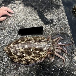 G7よりシャクリ隊