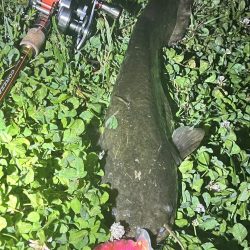 ナマズ釣り！！