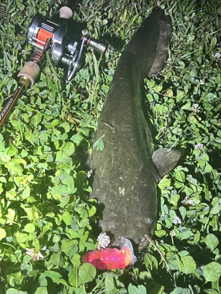 ナマズ釣り！！