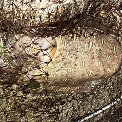 私的には爆釣?でした!!