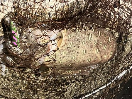 私的には爆釣?でした!!