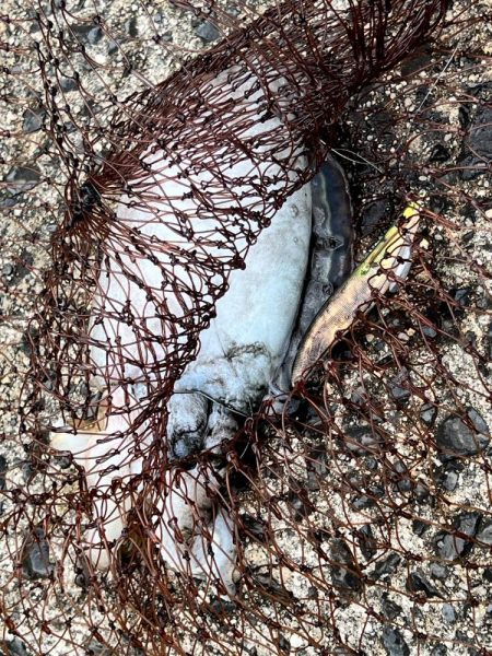 もうお前らええんやけど