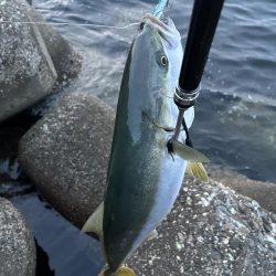 今年初のサワラ