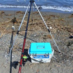 キス釣り　まだ小型ばかり