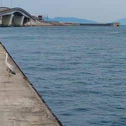 アジングロッドで抜き上げました