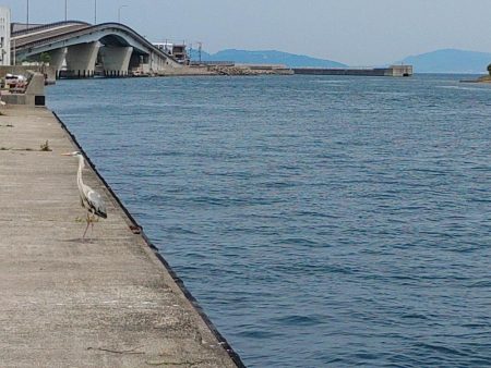 アジングロッドで抜き上げました