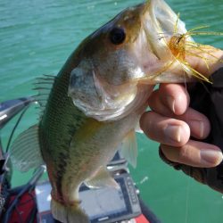 プリスポーンダイナマイト！