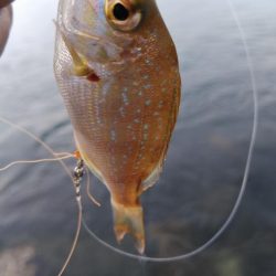 煙樹ヶ浜、ショアジギ