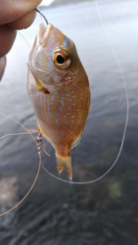 煙樹ヶ浜、ショアジギ