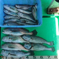 泉州丸　釣果