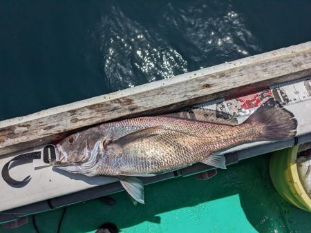 今日もクログチ(泉州丸)