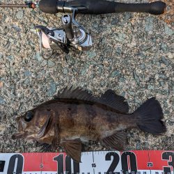 日中メバリング