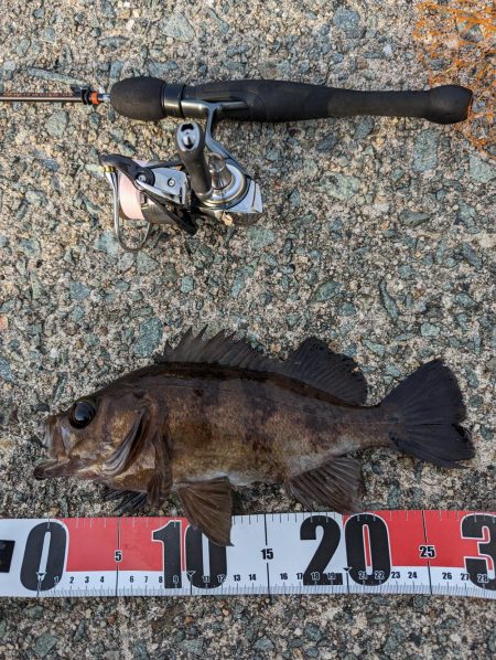 日中メバリング