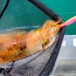 ちょっと早めのボートエギング