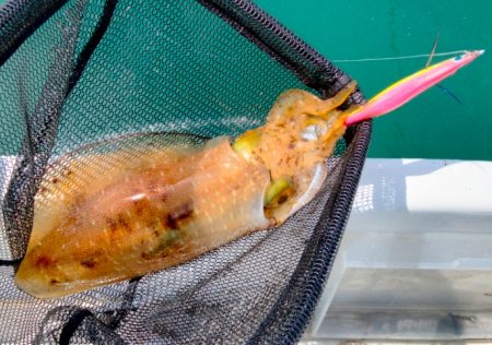 ちょっと早めのボートエギング