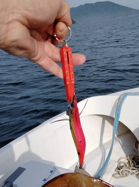 2週間振りボートエギング釣行