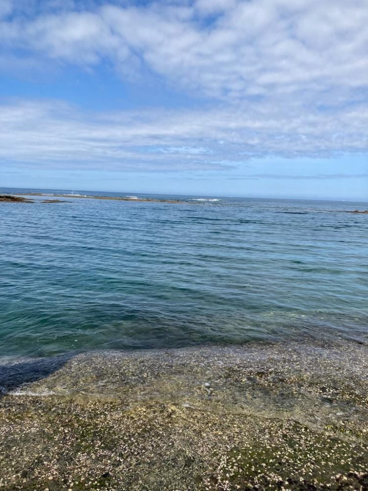 え！もう夏イカ　春イカどこ行ったー