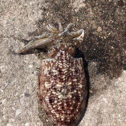 ダラダラした潮の中でのエギング！