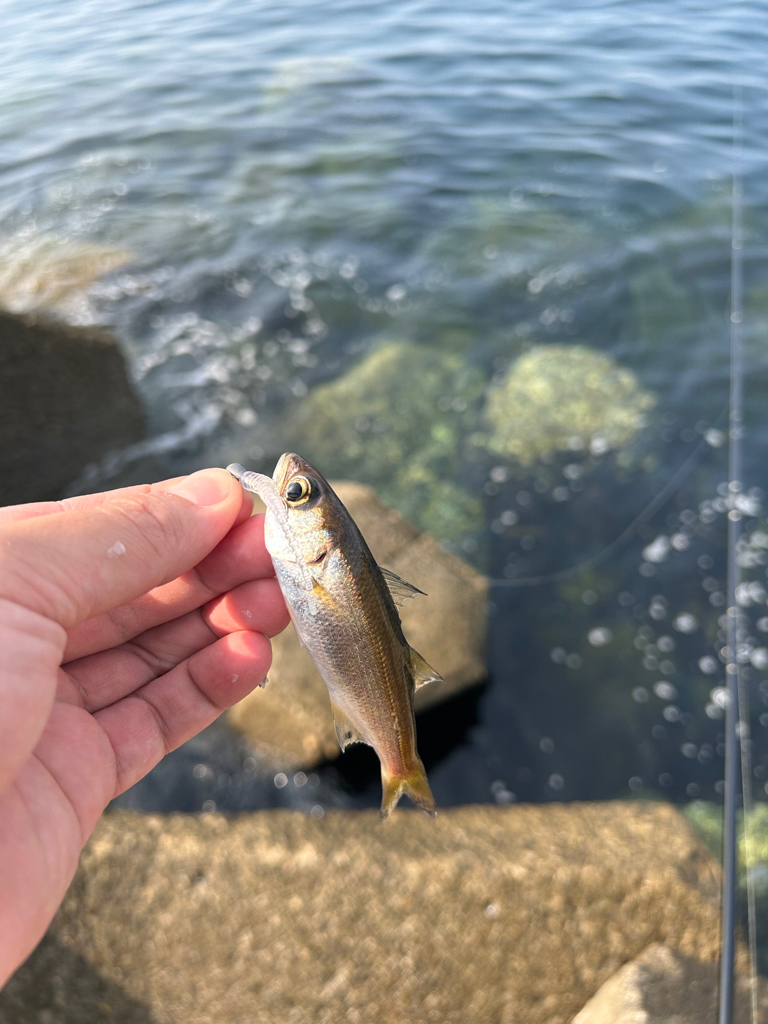 エギング絶好調