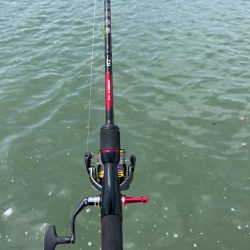 今日は武庫川でチニング!