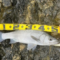 普段使いしないルアーを持参してゲッツ！