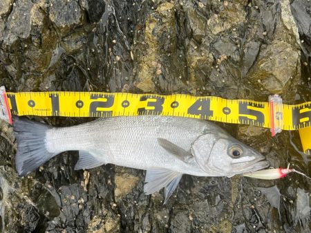 普段使いしないルアーを持参してゲッツ！