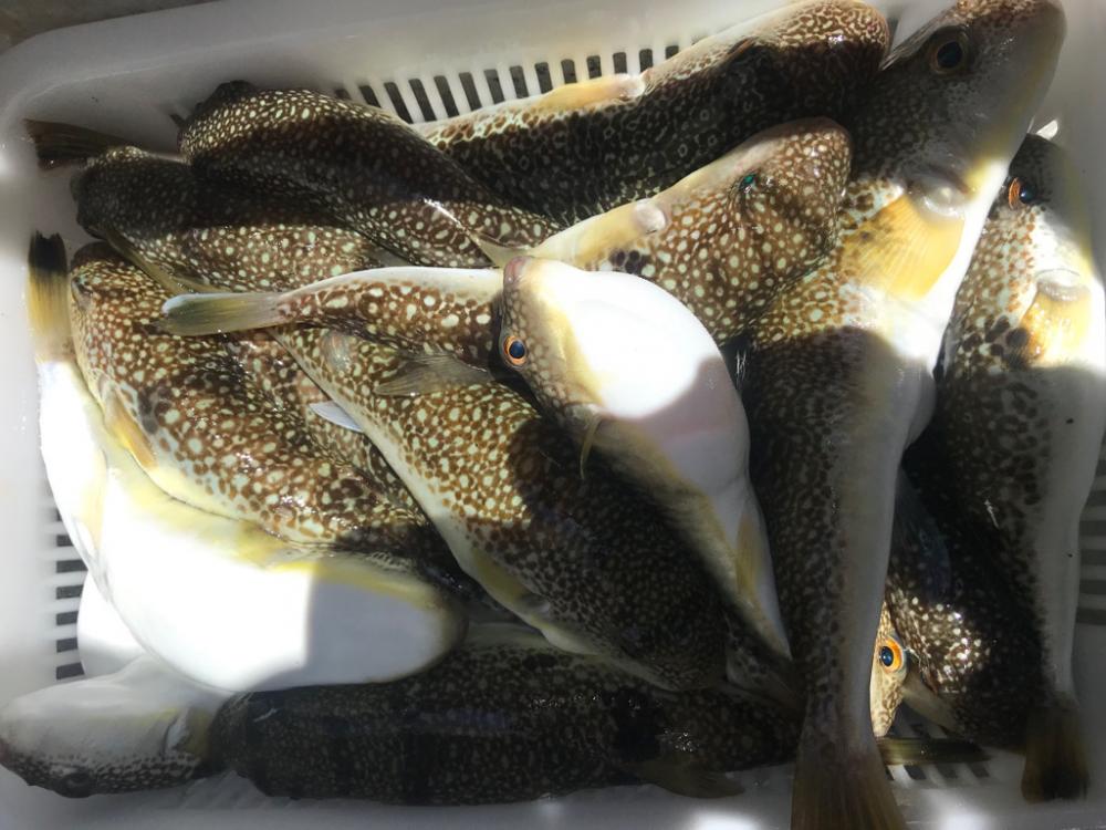 室津の夏フグ調査