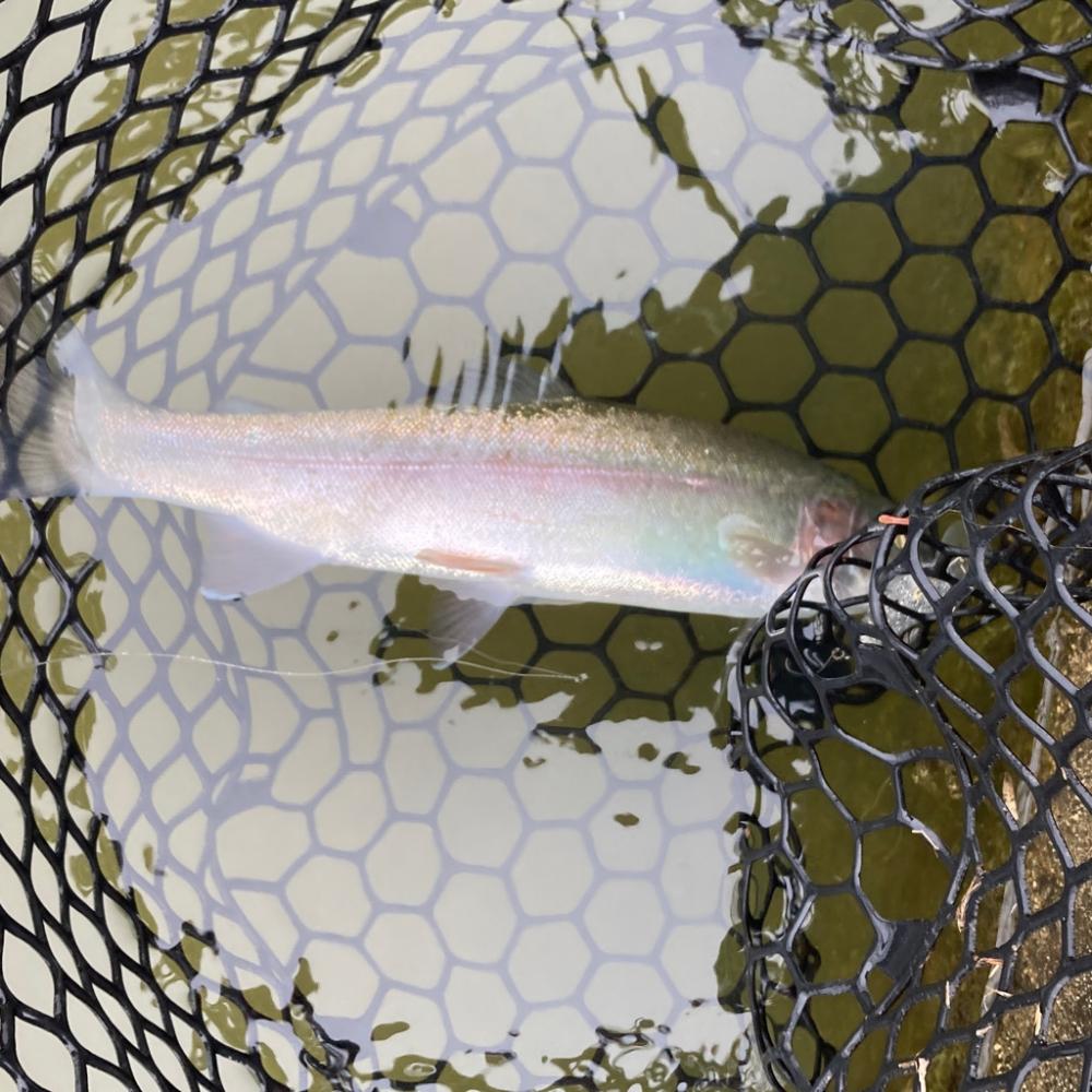 激シブ雨トラウト