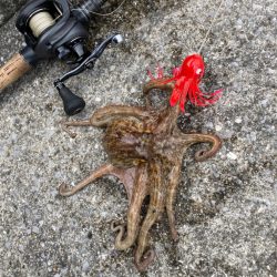 湾奥蛸散歩。4杯。。