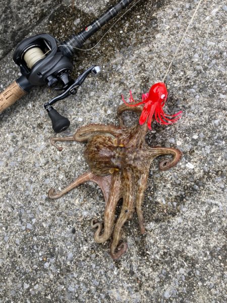 湾奥蛸散歩。4杯。。