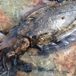 モンゴウイカ大漁アオリイカバラシ