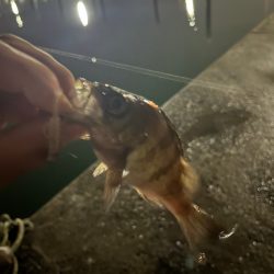 姫路ライトゲーム