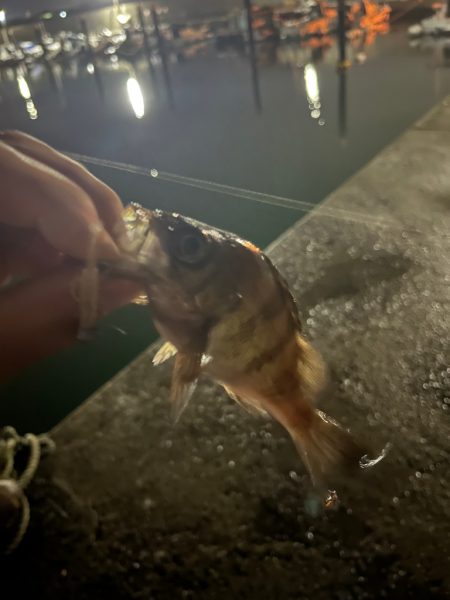 姫路ライトゲーム