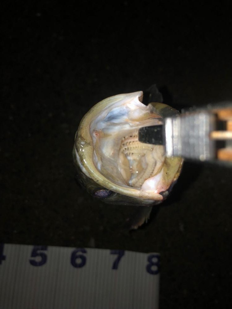 青物やめてシーバスに