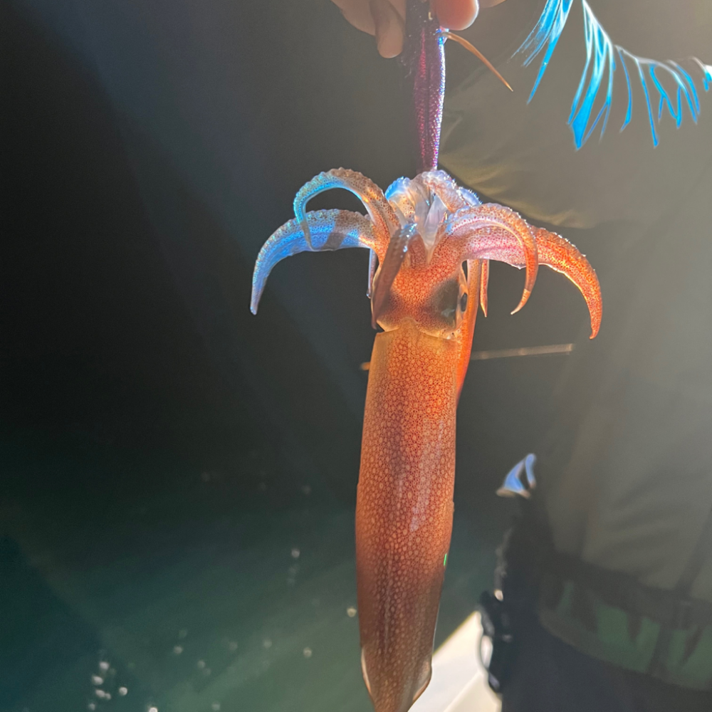 ケンサキイカ/イカメタル