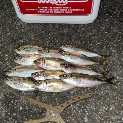 ジグ単de〜アジング！成銀のアジ達^ ^