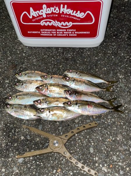 ジグ単de〜アジング！成銀のアジ達^ ^