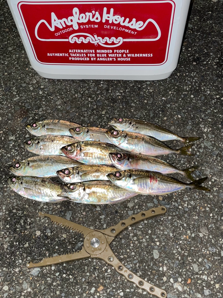 ジグ単de〜アジング！成銀のアジ達^ ^