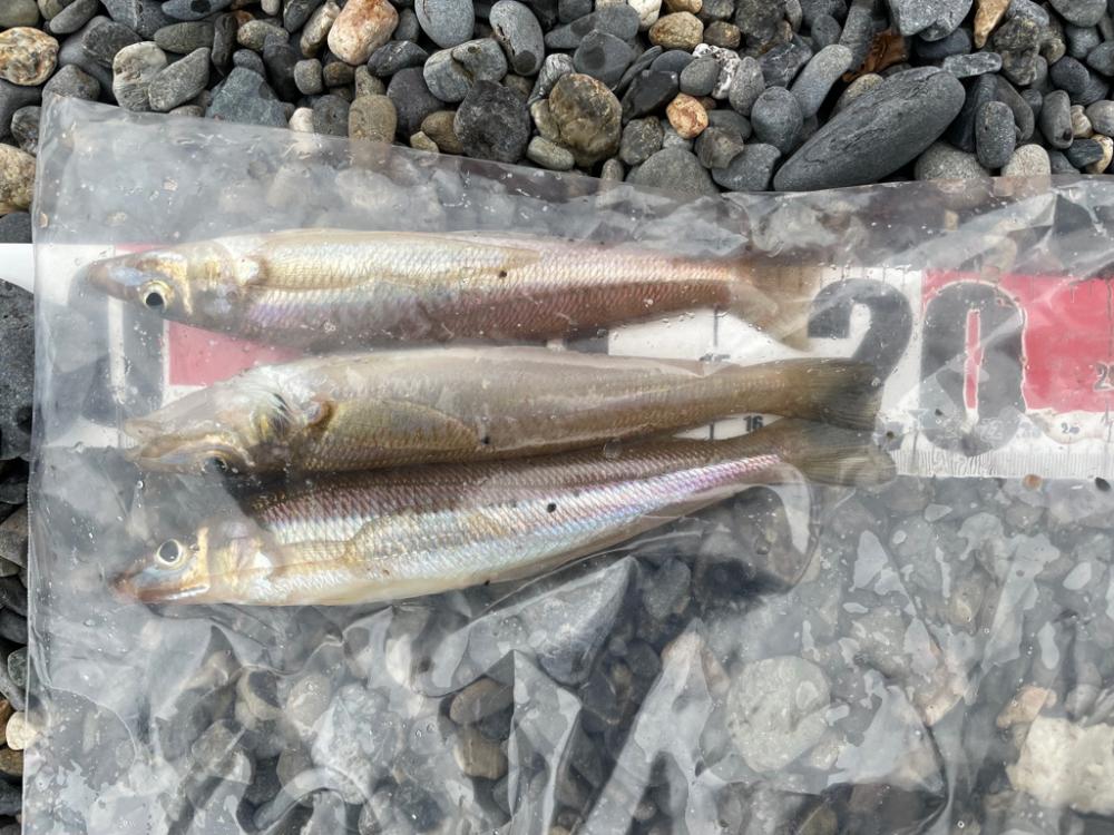 カサゴ　シロギス