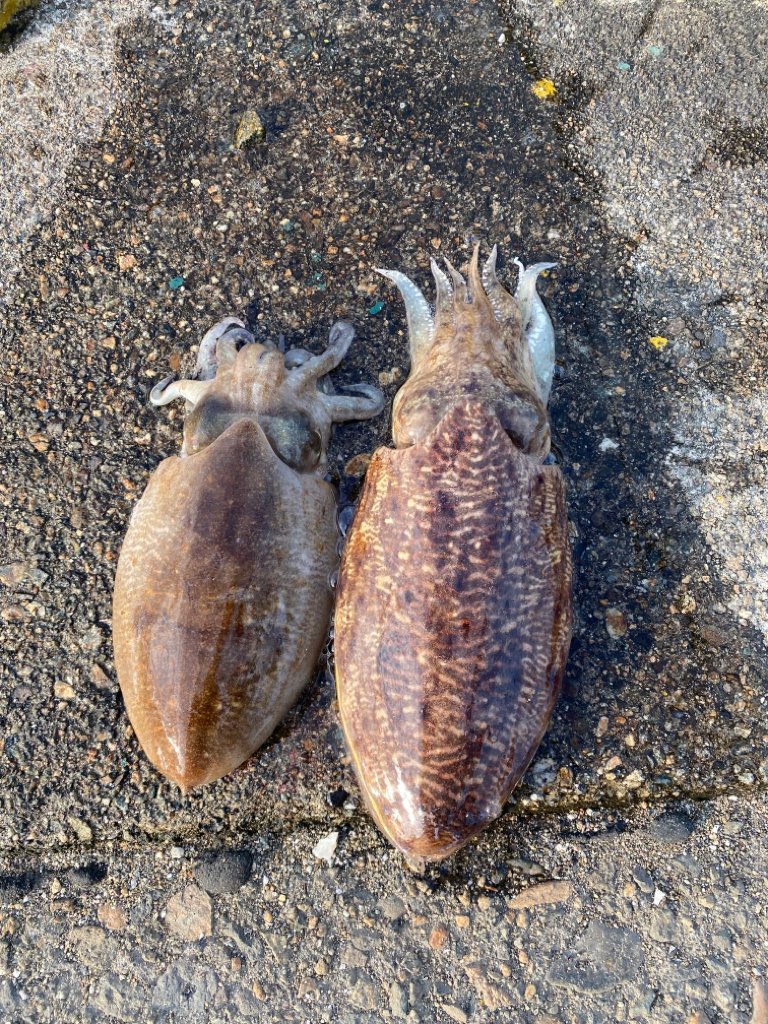 爆釣　三目達成