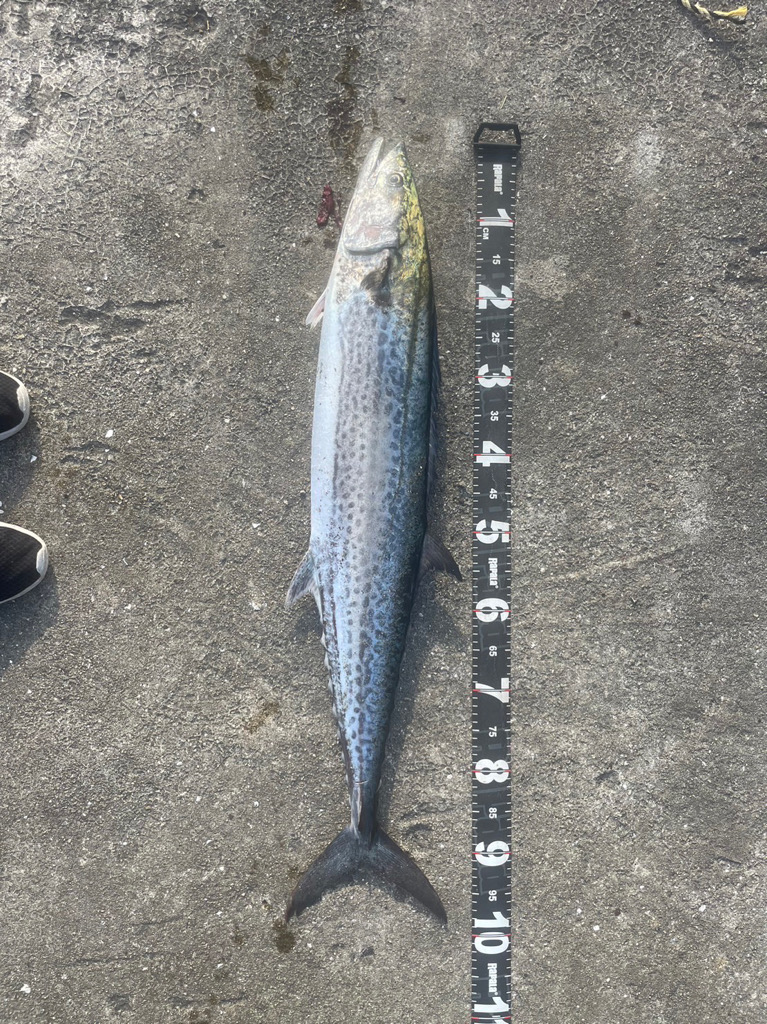 朝イチ青物チャレンジ