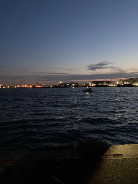 シーバス稚魚は元気よく