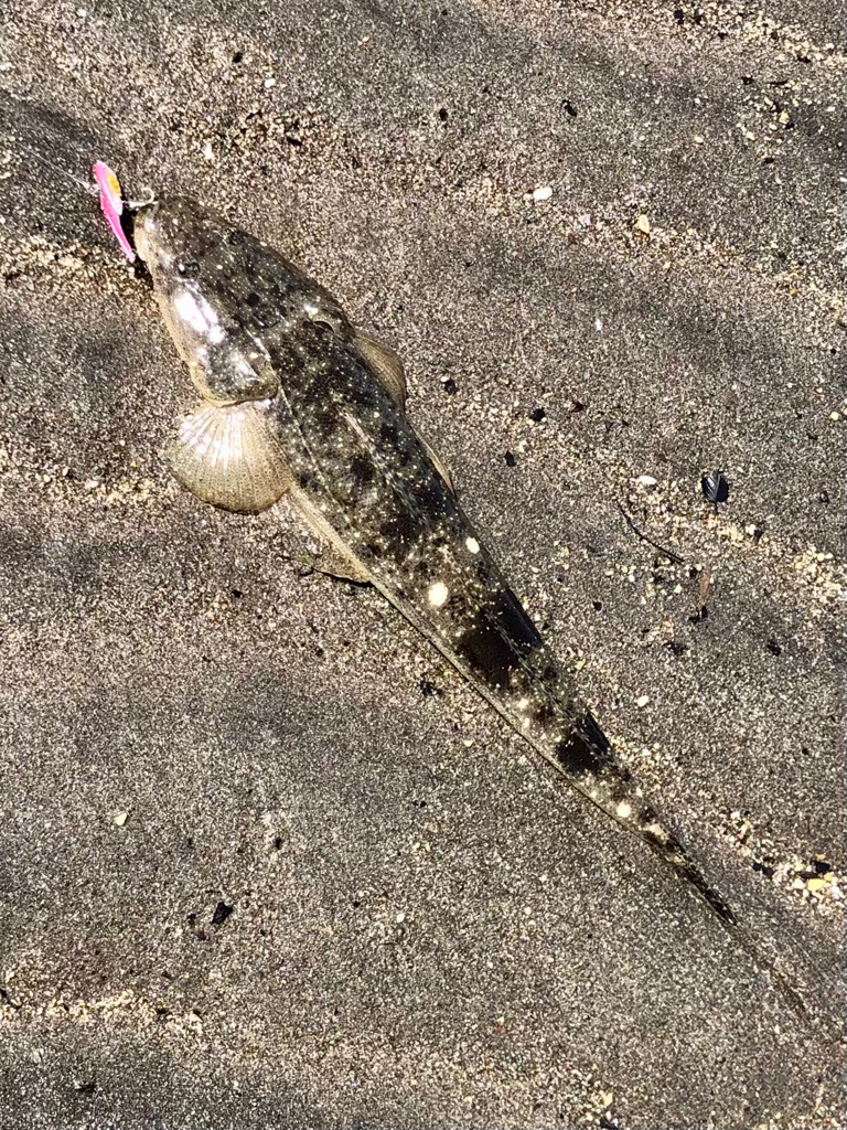 型はまだ(マゴチ)