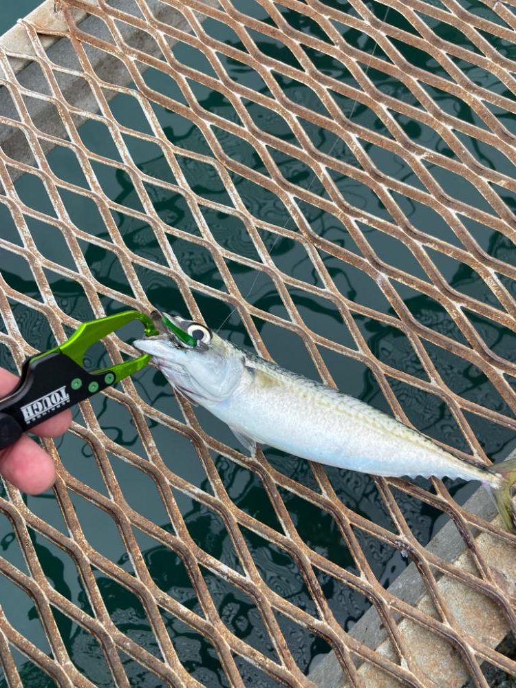 小島養魚場で中サバ！